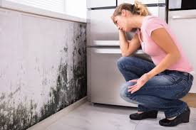 Best Commercial Mold Inspection  in La Verkin, UT